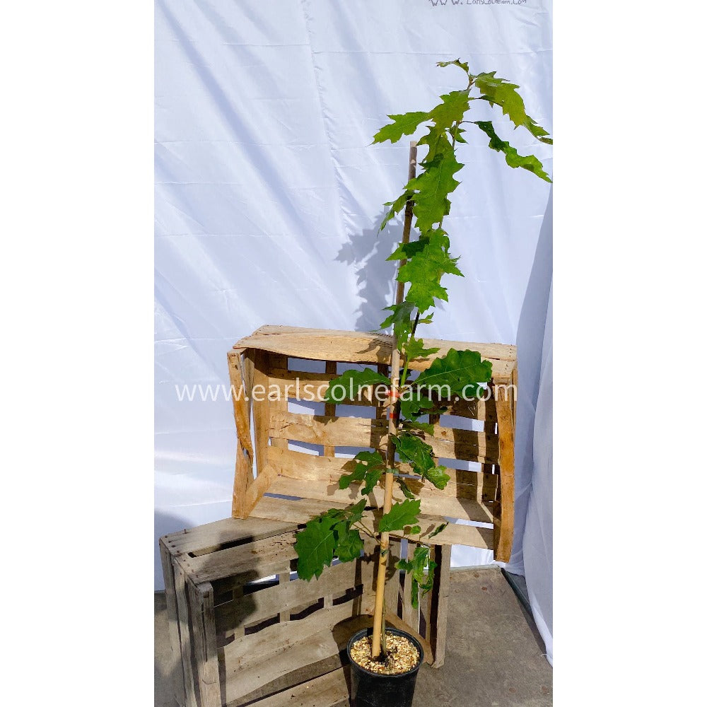 Red oak tree Earls Colne Farm