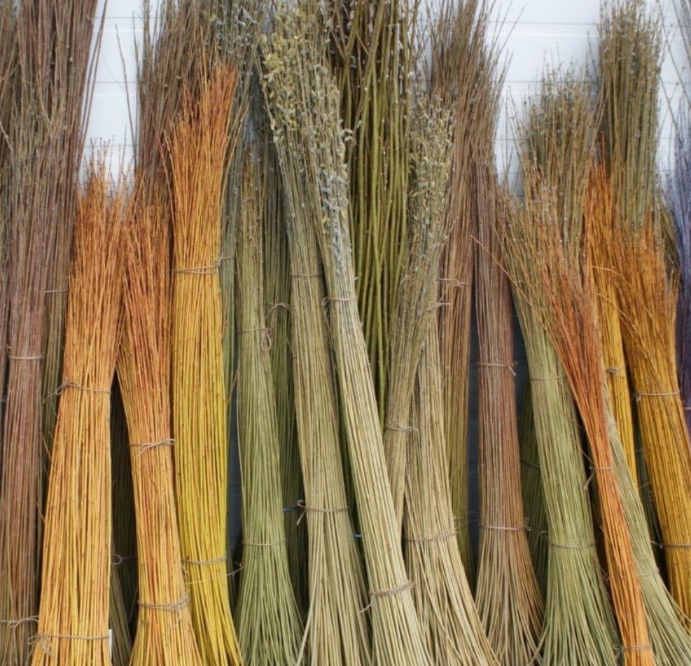 250 x 6.5ft (2m) Willow Whips for Living Structures Earls Colne Farm