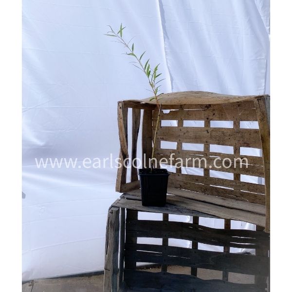weeping willow tree for sale