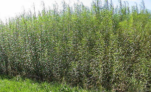 Willow Cuttings 100 ~9'8" ft / 3m -hedging,screening,living structures
