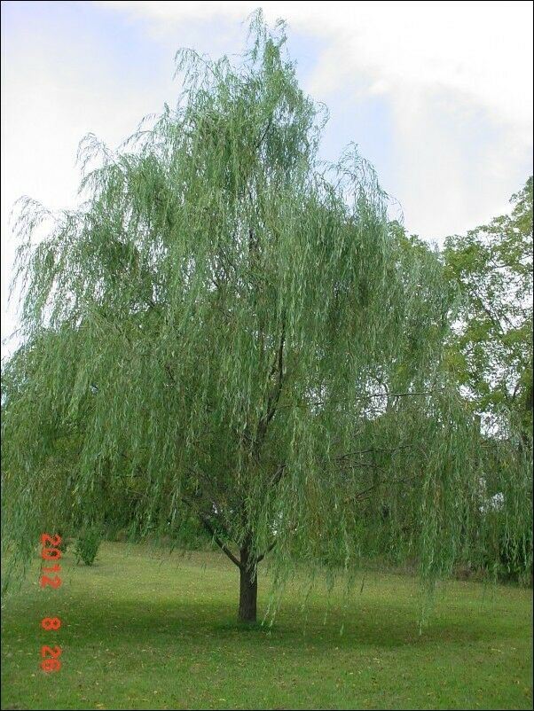 Willow Cuttings 100 ~9'8" ft / 3m -hedging,screening,living structures