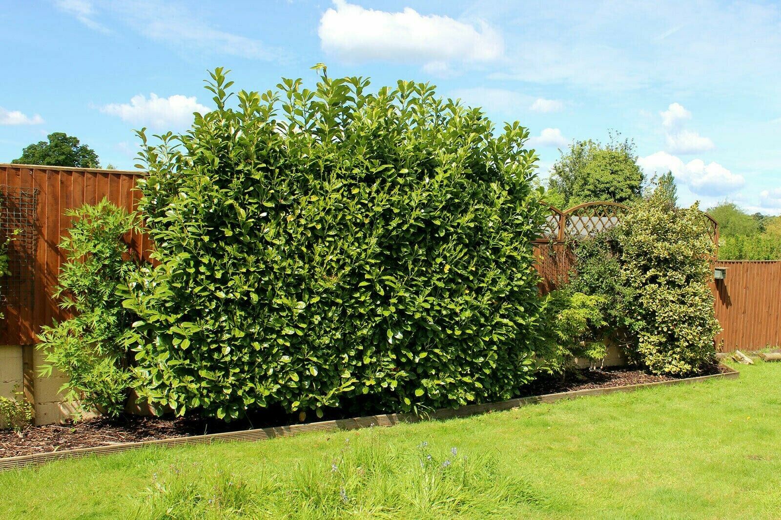 10 Cherry Laurel Hedging Plants 20-30cm tall grown in deep pots