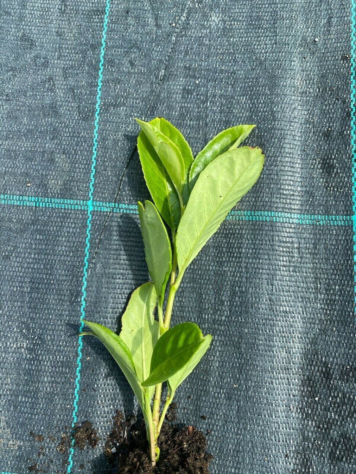 10 Cherry Laurel Hedging Plants 20-30cm tall grown in deep pots
