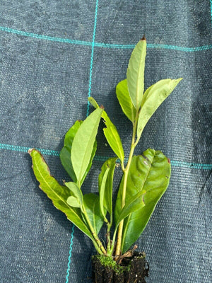 10 Cherry Laurel Hedging Plants 20-30cm tall grown in deep pots