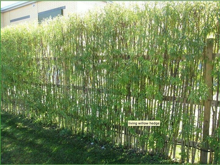 Willow Cuttings 100 ~9'8" ft / 3m -hedging,screening,living structures