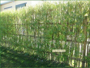 Willow Cuttings 100 ~9'8" ft / 3m -hedging,screening,living structures