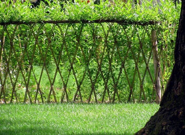 Willow Cuttings 100 ~9'8" ft / 3m -hedging,screening,living structures