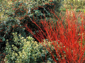 Multistem Cornus Alba Sibirica Red Dogwood 5ft Tall in 10 litre pot