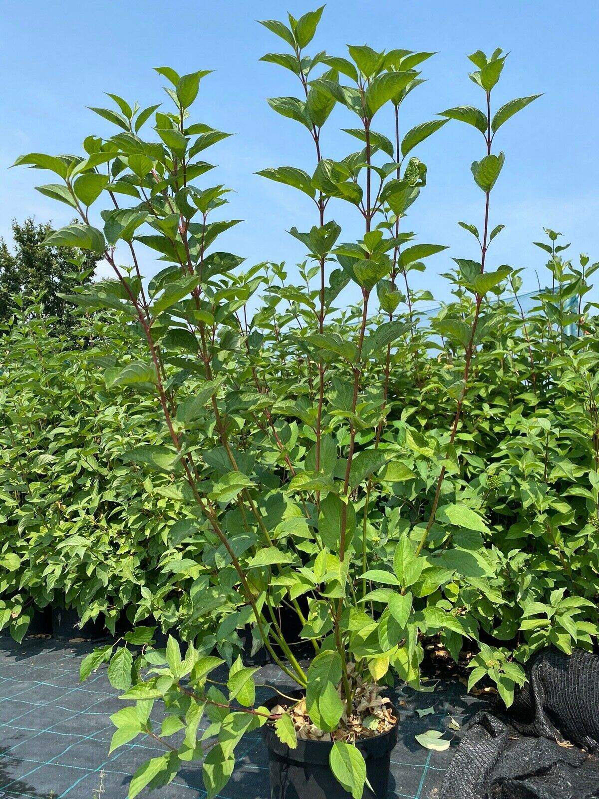 Multistem Cornus Alba Sibirica Red Dogwood 5ft Tall in 10 litre pot