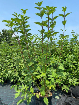 Multistem Cornus Alba Sibirica Red Dogwood 5ft Tall in 10 litre pot