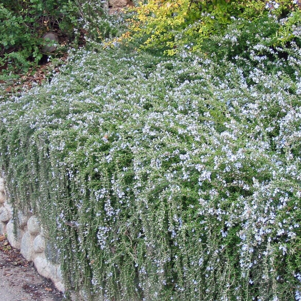 2 x Trailing Rosemary In a 9cm Pot