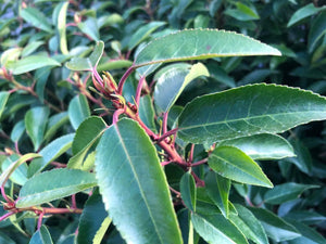 4x Prunus lusitanica Portuguese Laurel Plants Evergreen Hedging bushy 30cm