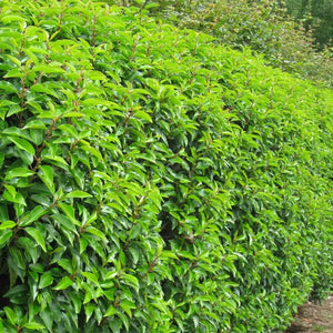 4x Prunus lusitanica Portuguese Laurel Plants Evergreen Hedging bushy plugs