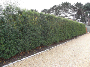 4x Prunus lusitanica Portuguese Laurel Plants Evergreen Hedging bushy plugs