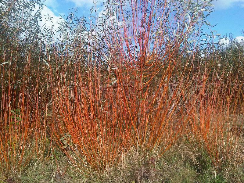 3 Cornus Sanguinea - Red Dogwood 3-4ft tall