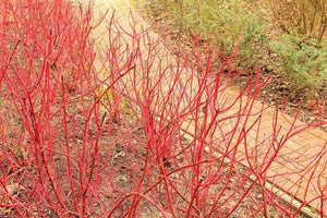 3 Cornus Sanguinea - Red Dogwood 3-4ft tall