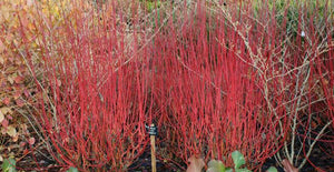 3 Cornus Sanguinea - Red Dogwood 3-4ft tall