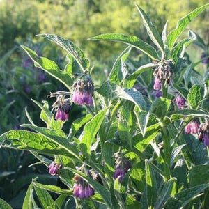 Comfrey Bocking 14 (Symphytum x uplandicum) plant in pot