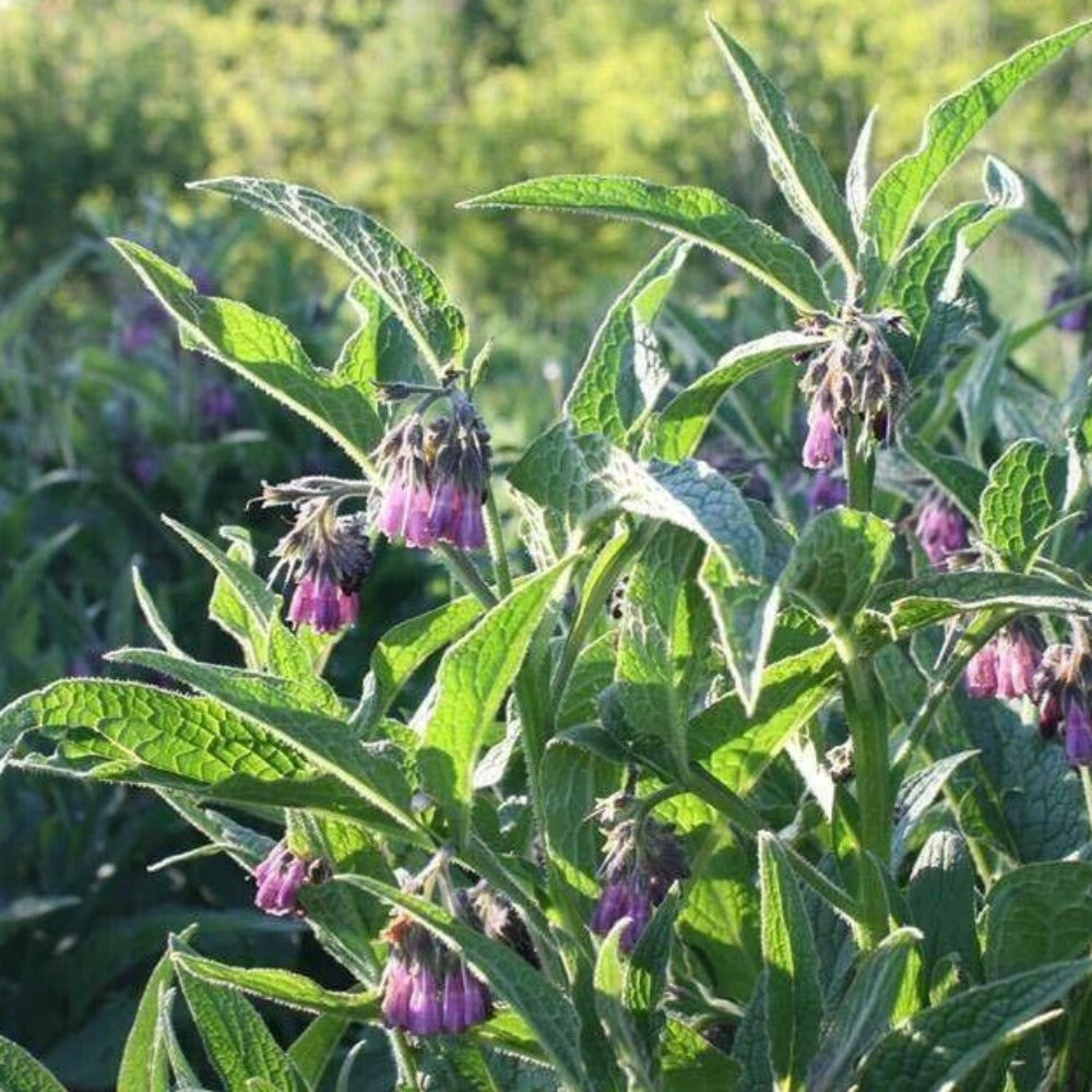 Comfrey Bocking 14 plant in a pot (Symphytum x uplandicum)