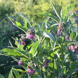 Comfrey Bocking 14 plant in a pot (Symphytum x uplandicum)