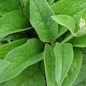 Comfrey Bocking 14 (Symphytum x uplandicum) plant in pot