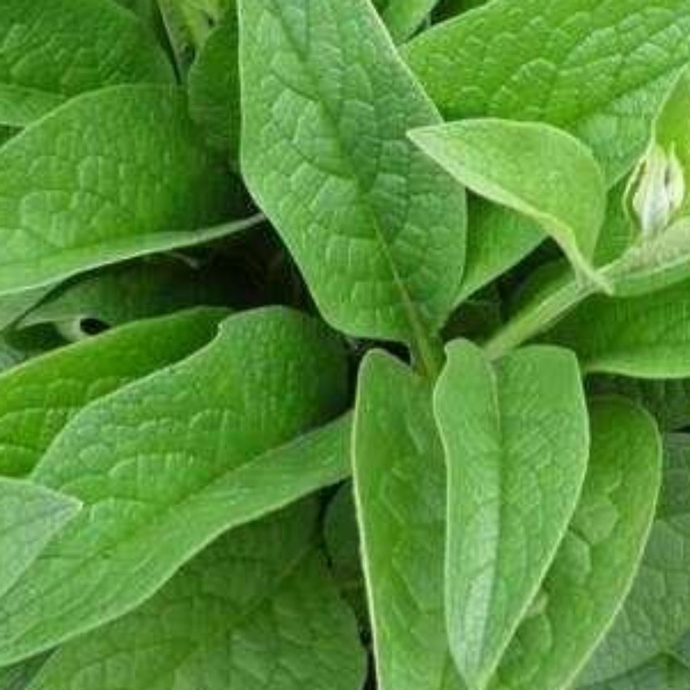 Comfrey Bocking 14 plant in a pot (Symphytum x uplandicum)