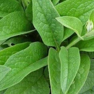 Comfrey Bocking 14 plant in a pot (Symphytum x uplandicum)