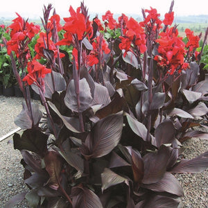 Black Canna Lily Plant in 1L Pot