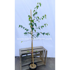 4-5ft Silver Birch Grown in a 2.5l Pot (Betula Pendula)