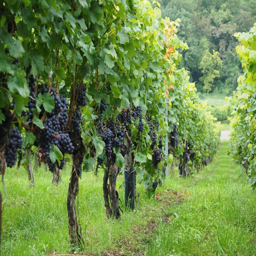 Pinot Noir Grape Vine in a Deep Pot