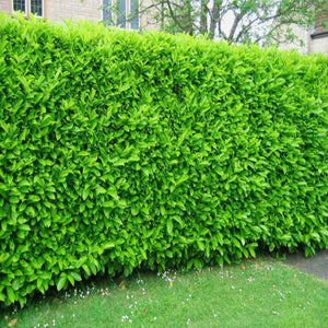 30 Cherry Laurel Hedging Plants 35-50cm tall grown in deep pots