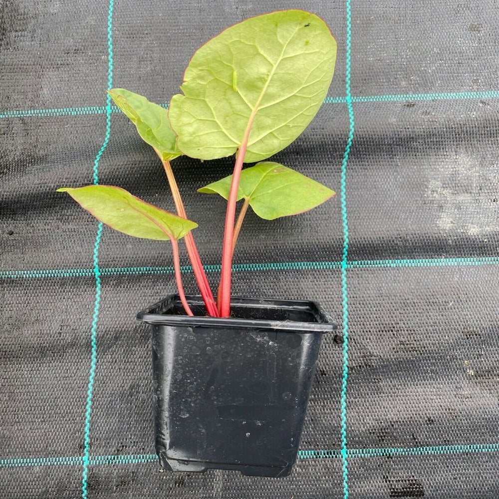 Rhubarb Crown Grown in a 9cm pot
