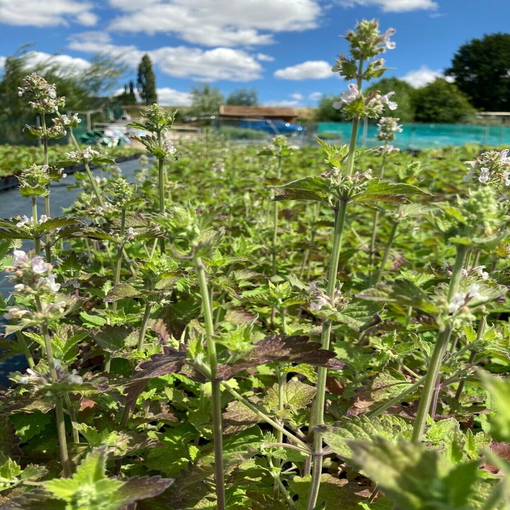 Large Catmint/Catnip Plant in a 9cm pot (Nepeta Cataria)