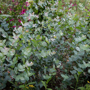 Eucalyptus Gunnii 1-2ft Tall In a 9cm Pot