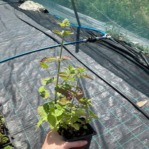 Catmint/ Catnip Plant in 9cm Pot or 100+ Seeds to grow your own (Nepeta Cataria)