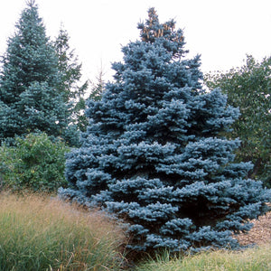 Blue Spruce Pot Grown Christmas Tree approx 1ft tall in a 2.5L Pot (Picea Pungens)