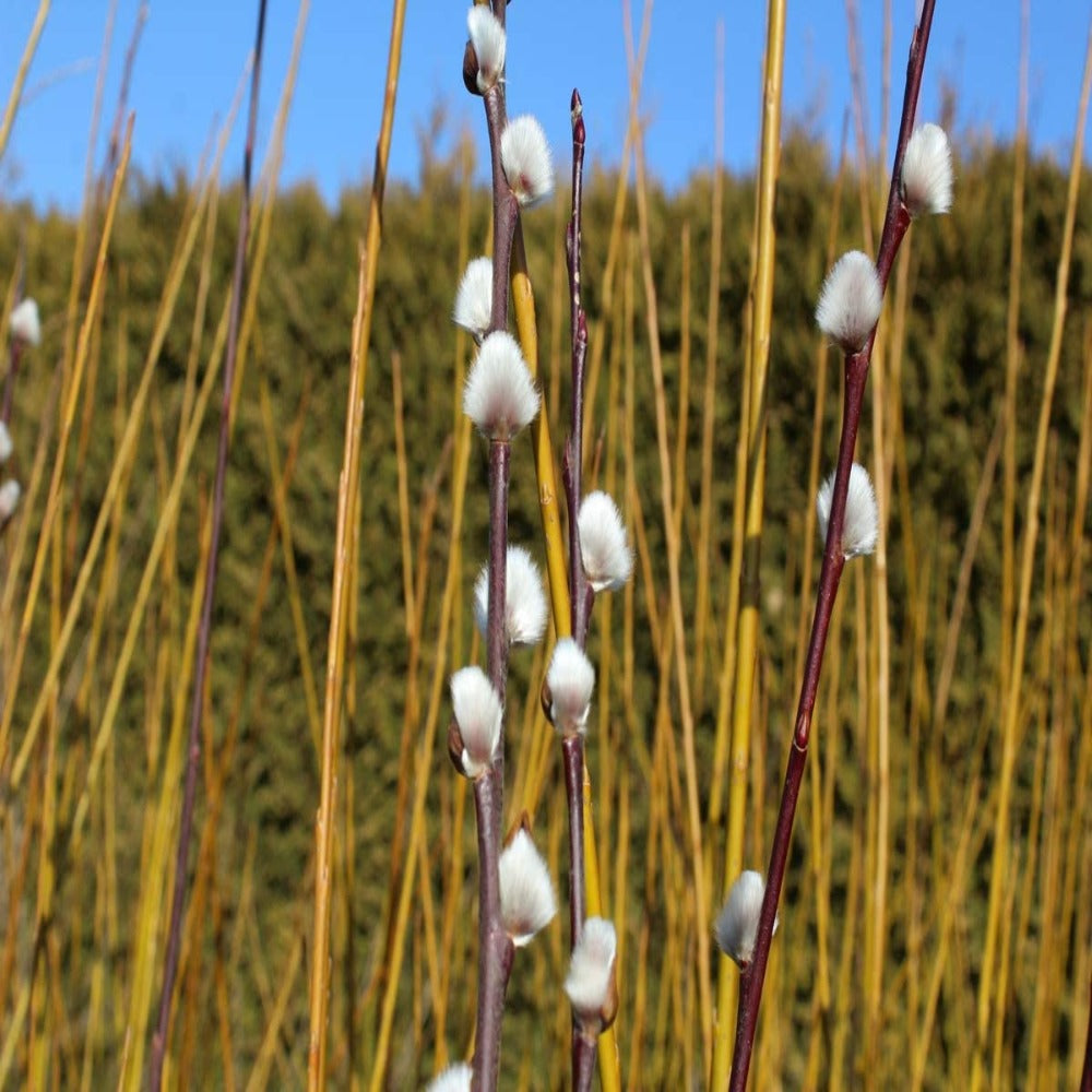 Goat Willow Tree 5-6ft Grown in a 2.5L Pot (Salix Caprea)