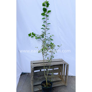 Goat Willow Tree 5-6ft Grown in a 2.5L Pot (Salix Caprea)