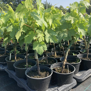 Chardonnay Grape Vine in a Deep Pot