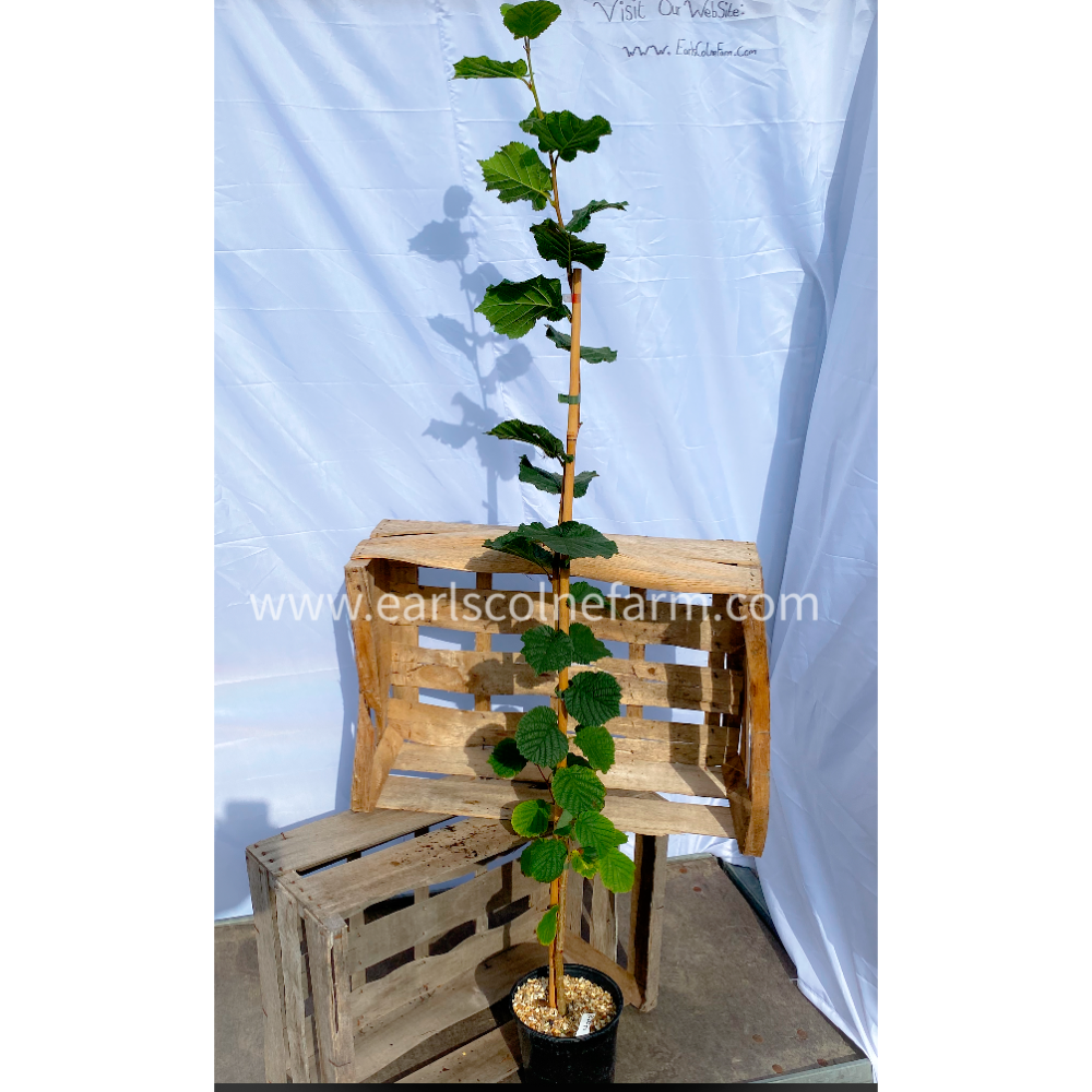 3-4ft Hazelnut Tree Grown in a 2.5L Pot (Corylus Avellana)