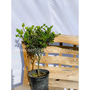 Holly Tree 2-3ft Tall in 2.5L Pot (Ilex aquifolium)