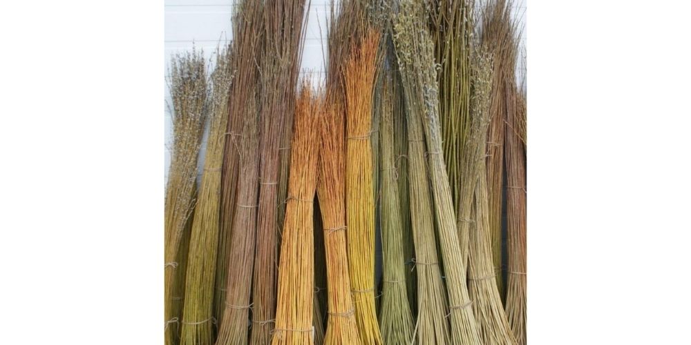 Hybrid Willow Cuttings