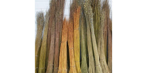 Hybrid Willow Cuttings