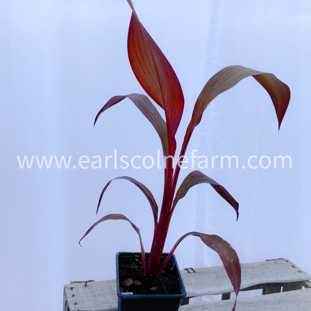 Black Canna Lily Plant in 1L Pot