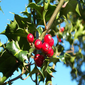 Holly Tree 2-3ft Tall in 2.5L Pot (Ilex aquifolium)