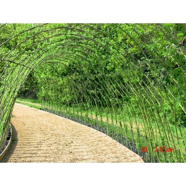 Living Willow Tunnel Kit 