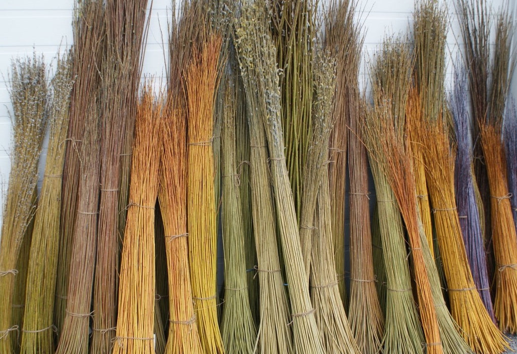 Willow Cuttings 100 ~9'8" ft / 3m -hedging,screening,living structures