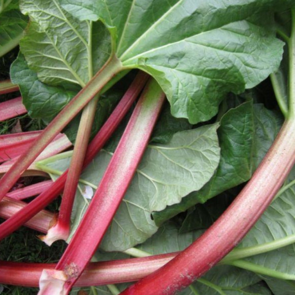 Rhubarb Plant/crown from a 9cm Pot