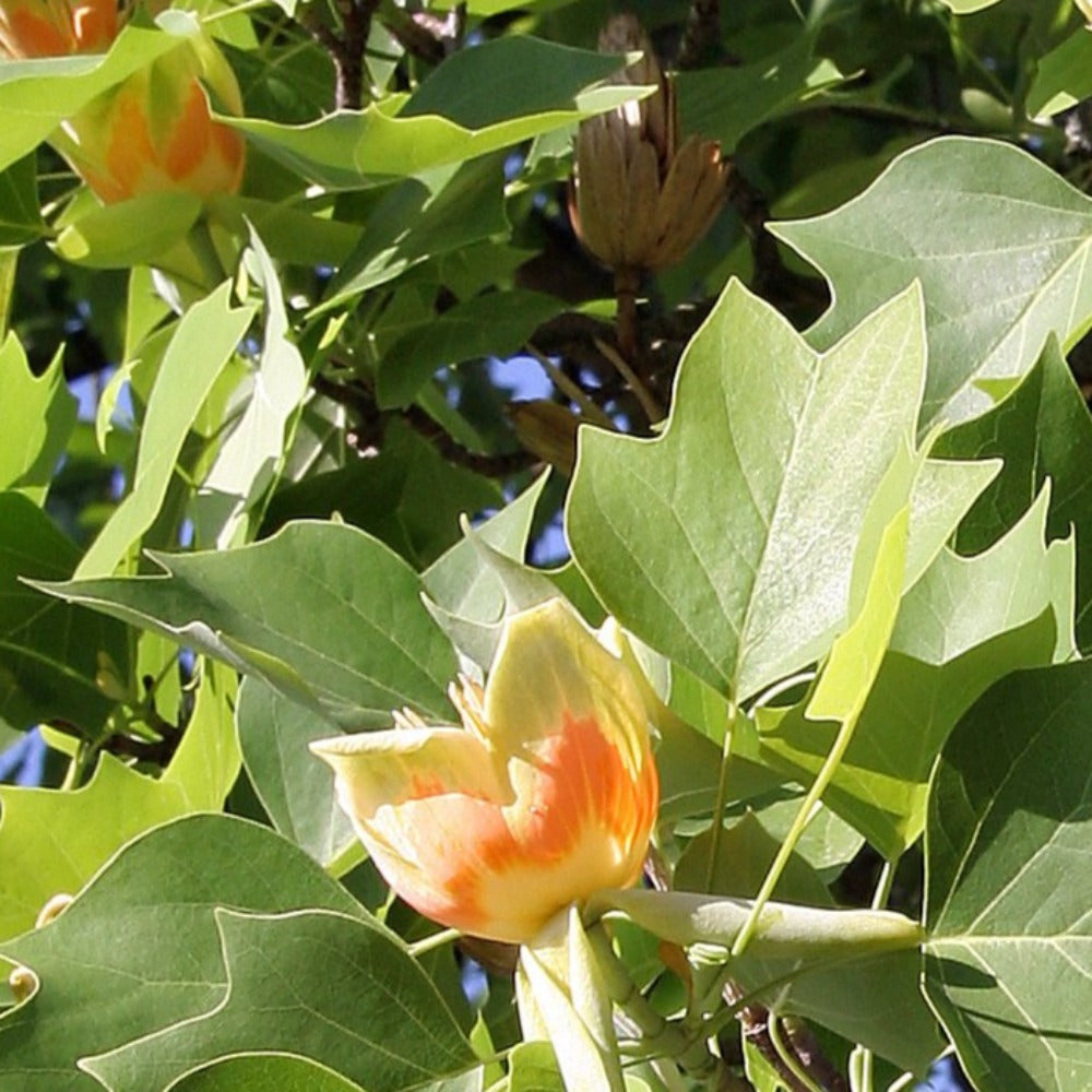 Tulip tree in 2.5L Pot 2-3ft Tall