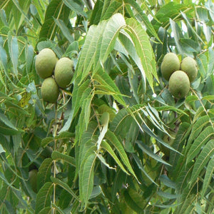 Black Walnut Tree 2-3ft Grown in a 2.5L Pot (Juglans Nigra)